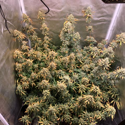 Lemon Drop 2 growlog timeline photo