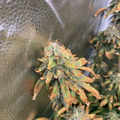 Lemon Drop 2 growlog timeline photo