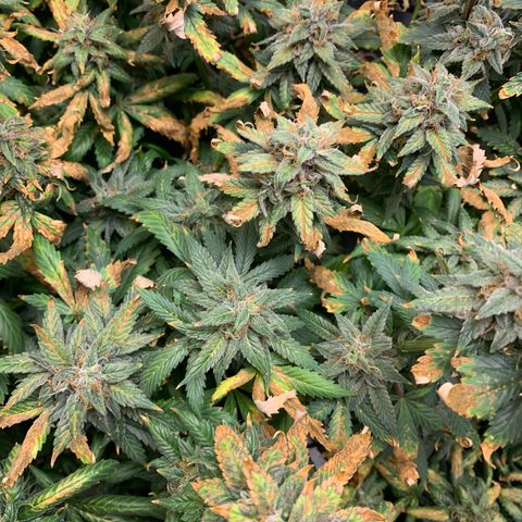 Lemon Drop 2 growlog timeline photo