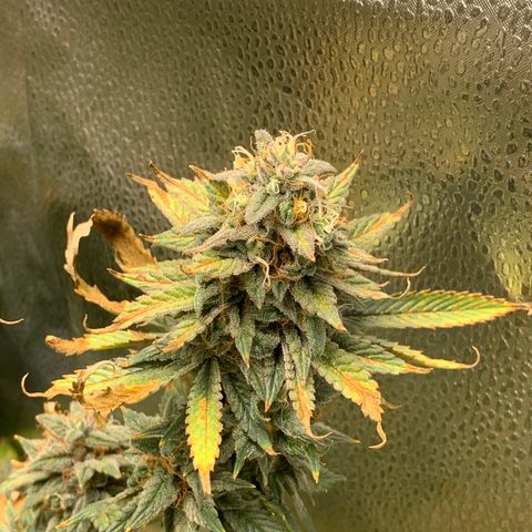 Lemon Drop 2 growlog timeline photo