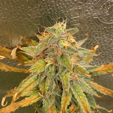 Lemon Drop 2 growlog timeline photo