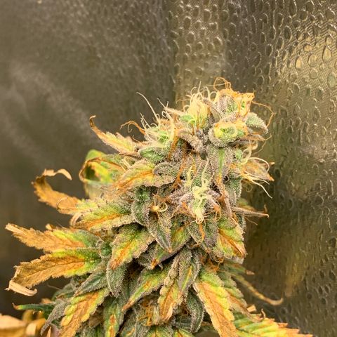 Lemon Drop 2 growlog timeline photo