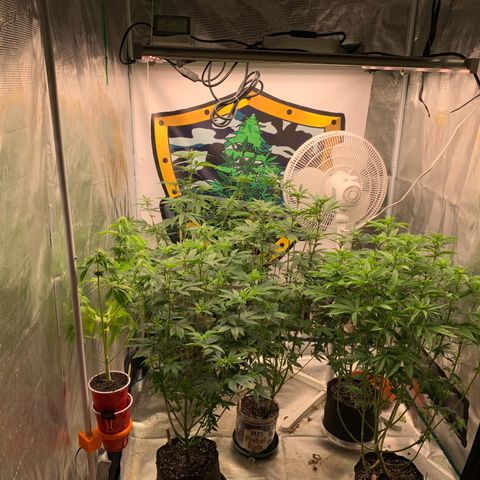 Ayos 1 growlog timeline photo