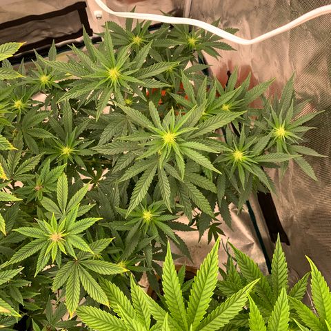 Ayos 1 growlog timeline photo