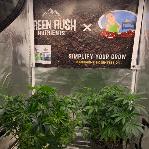 Ayos 1 growlog timeline photo