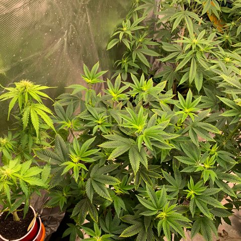 Ayos 1 growlog timeline photo