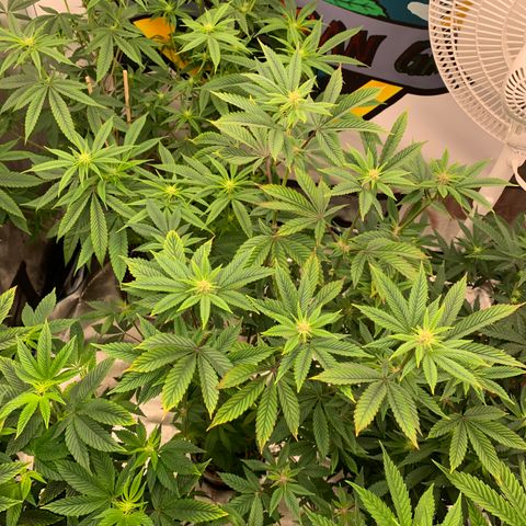 Ayos 1 growlog timeline photo