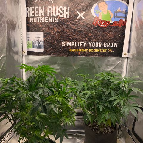Ayos 1 growlog timeline photo