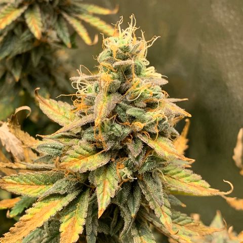 Lemon Drop 2 growlog timeline photo