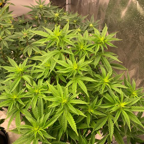 Ayos 1 growlog timeline photo