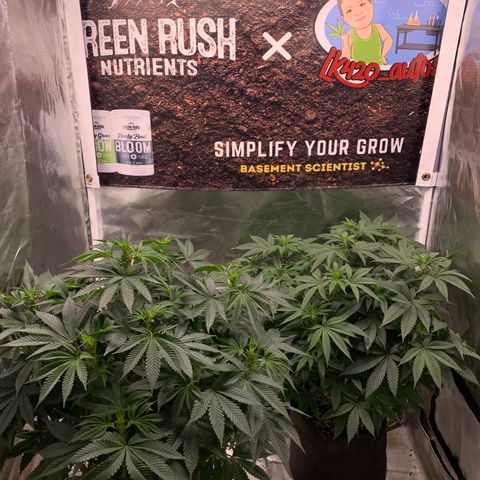 Ayos 1 growlog timeline photo