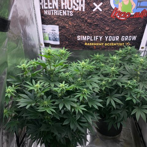 Ayos 1 growlog timeline photo