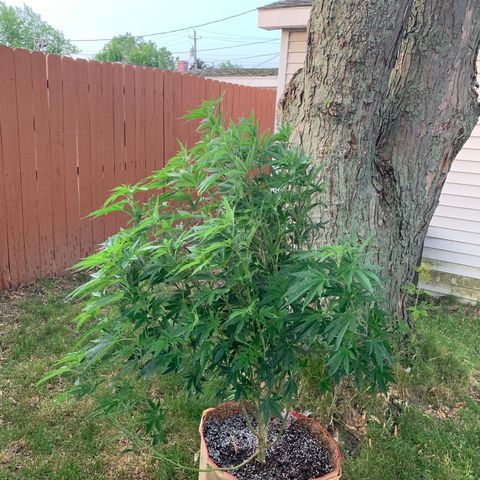 Vanilla Drip growlog timeline photo