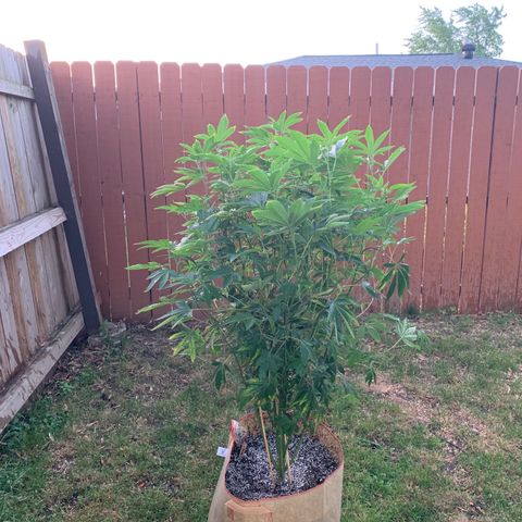Candyland x Mac 1 growlog timeline photo