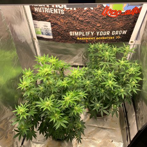 Ayos 1 growlog timeline photo