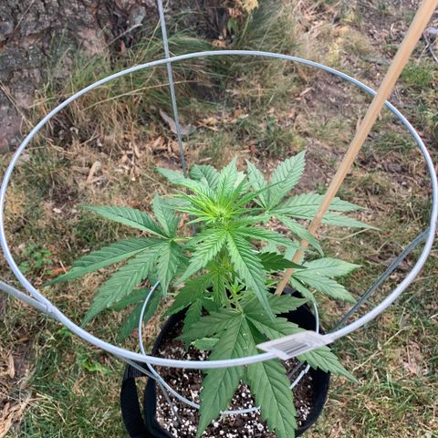 Amnesia 1 growlog timeline photo