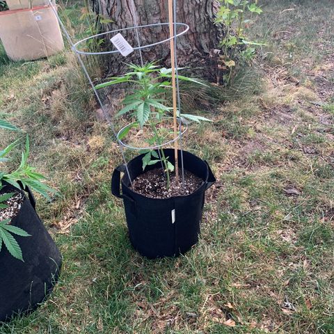 Amnesia 1 growlog timeline photo