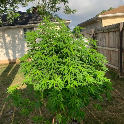 Vanilla Drip growlog timeline photo
