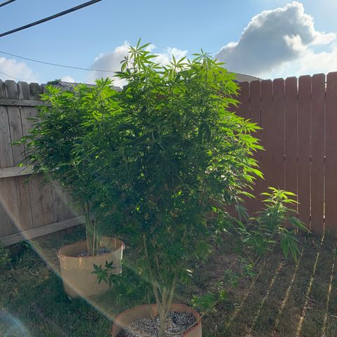 Vanilla Drip growlog timeline photo