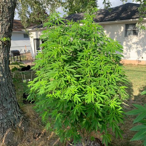 Vanilla Drip growlog timeline photo