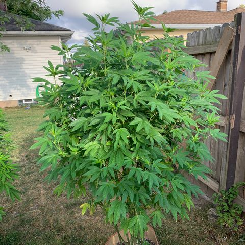 Candyland x Mac 1 growlog timeline photo