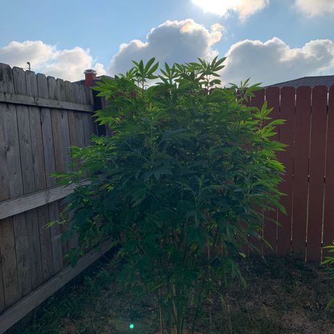 Candyland x Mac 1 growlog timeline photo