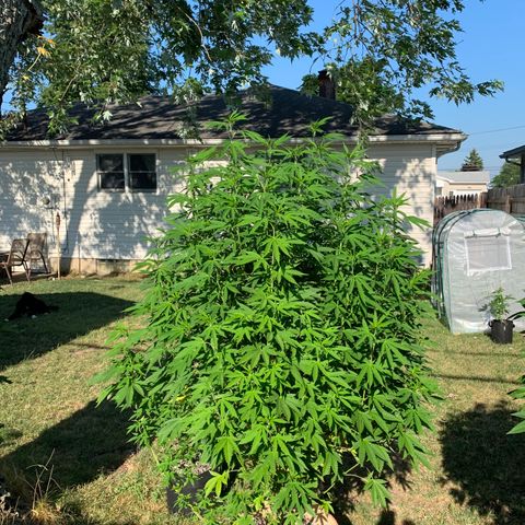 Vanilla Drip growlog timeline photo