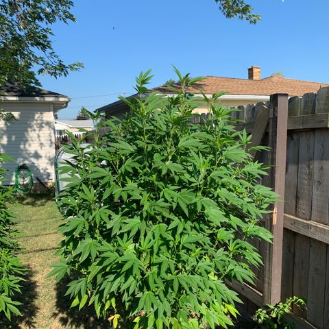 Candyland x Mac 1 growlog timeline photo