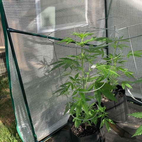 Amnesia 3 growlog timeline photo