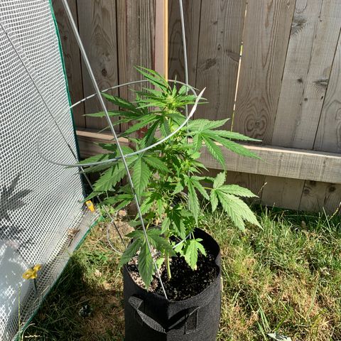 Amnesia 1 growlog timeline photo