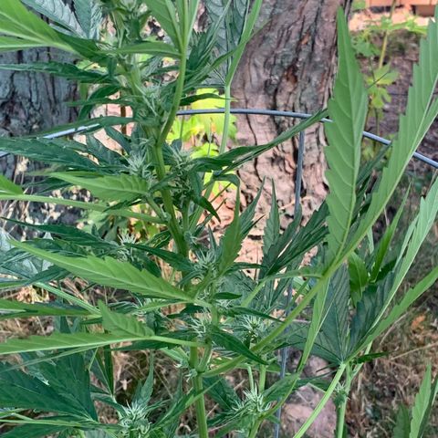 Amnesia 3 growlog timeline photo