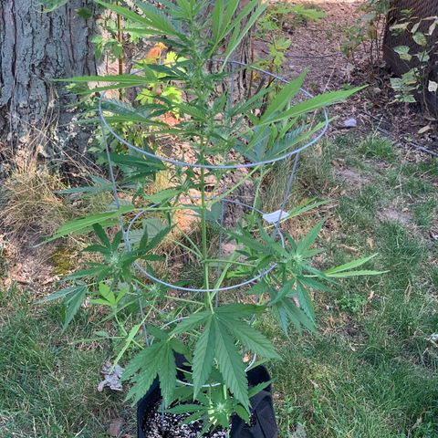 Amnesia 3 growlog timeline photo