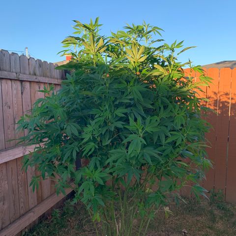 Candyland x Mac 1 growlog timeline photo