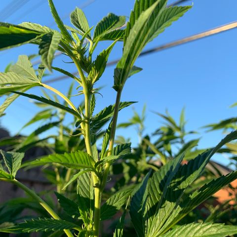 Candyland x Mac 1 growlog timeline photo