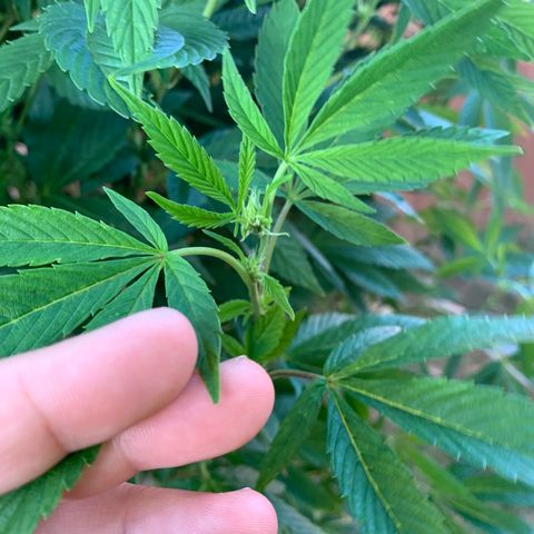 Candyland x Mac 1 growlog timeline photo