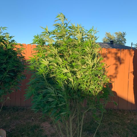 Vanilla Drip growlog timeline photo