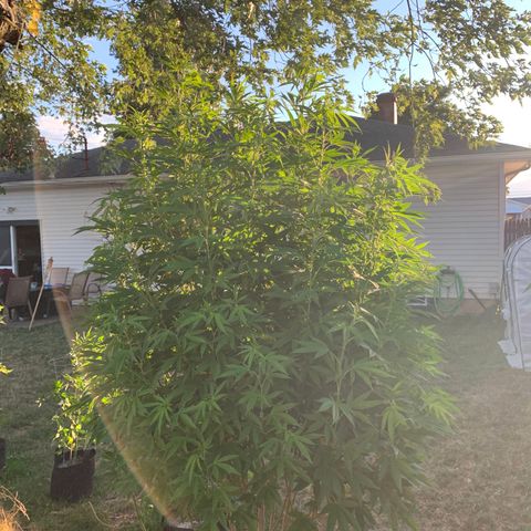 Vanilla Drip growlog timeline photo