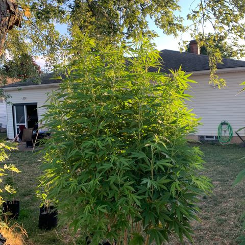 Vanilla Drip growlog timeline photo
