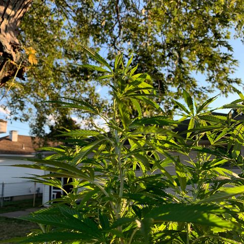 Vanilla Drip growlog timeline photo