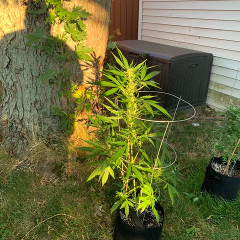 Amnesia 3 growlog timeline photo