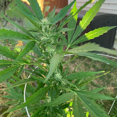 Amnesia 3 growlog timeline photo