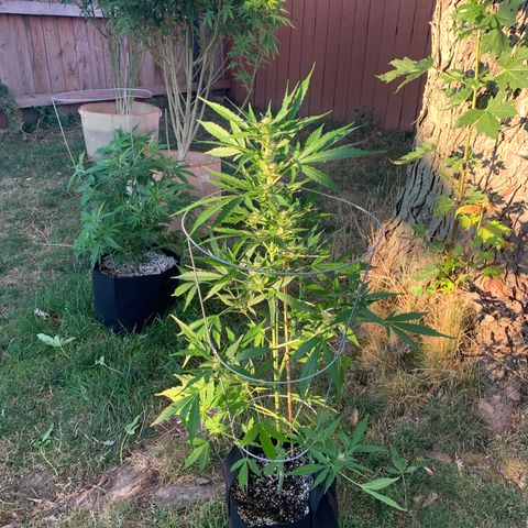 Amnesia 3 growlog timeline photo