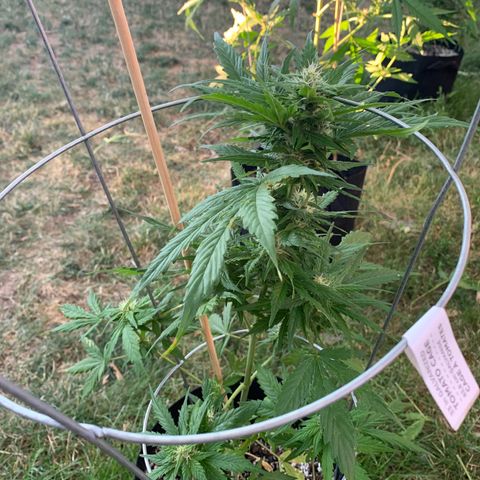 Amnesia 1 growlog timeline photo