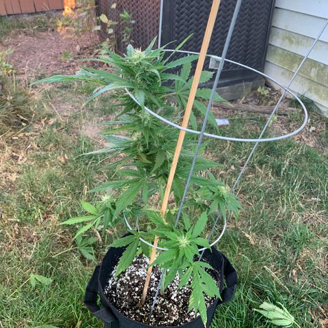 Amnesia 1 growlog timeline photo
