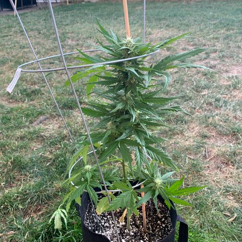 Amnesia 1 growlog timeline photo