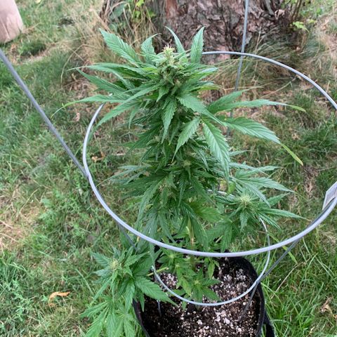 Amnesia 1 growlog timeline photo