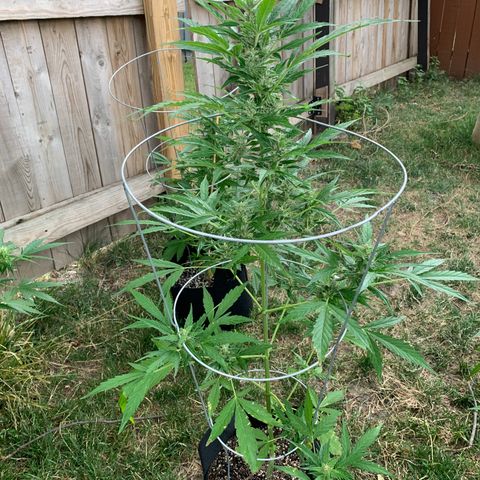 Amnesia 3 growlog timeline photo
