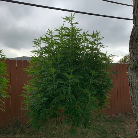 Vanilla Drip growlog timeline photo