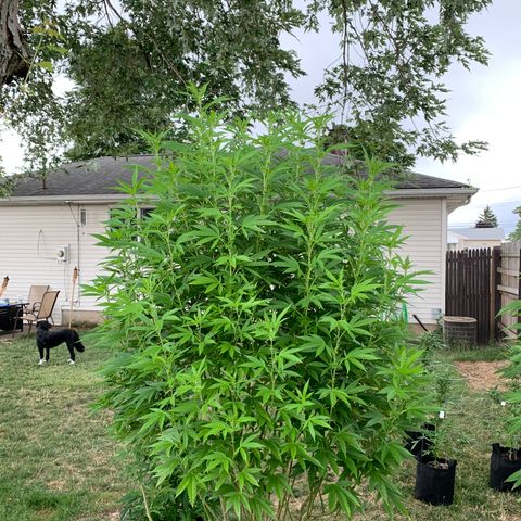 Vanilla Drip growlog timeline photo