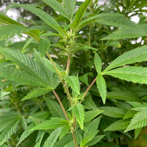 Candyland x Mac 1 growlog timeline photo
